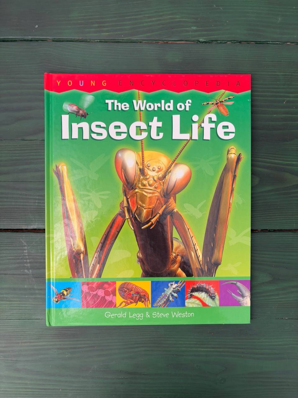 IMG_20250206_172710_588 The World of Insect Life / Steve Weston - Image 1