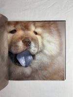 Dogs / Tim Flach - Image 3
